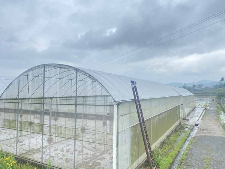 High-yield Technology of Bitter Gourd in Greenhouse in Winter and Spring